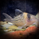 Corydoras Incolicana