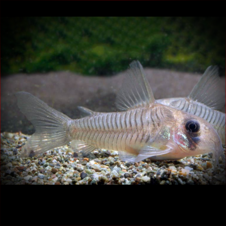 Corydoras Griseus