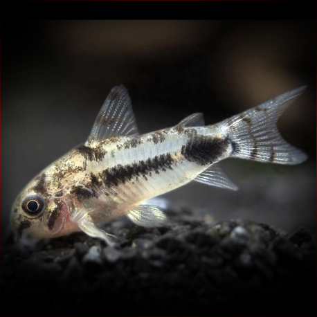 Corydoras Habrosus