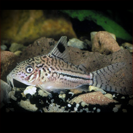 Corydoras Gomezi