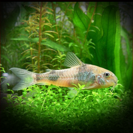 Corydoras Ehrhardti