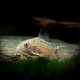 Corydoras Cruziensis