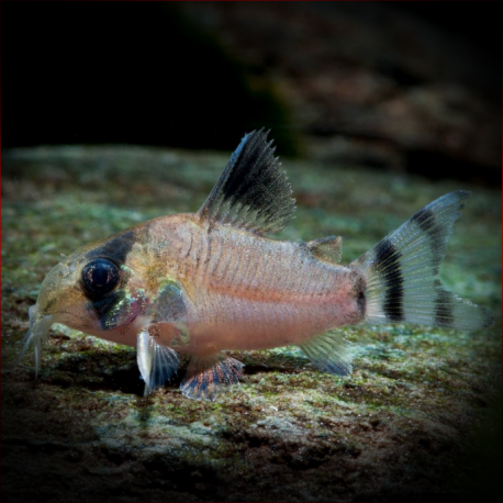 Corydoras Condiscipulus