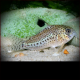 Corydoras Copei