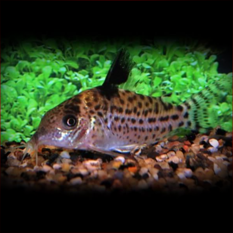 Corydoras Ambiacus