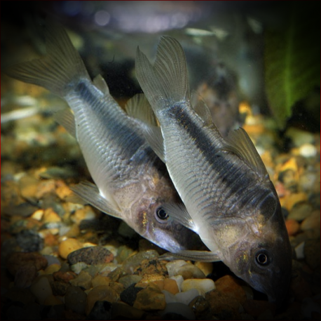 Corydoras Zygatus