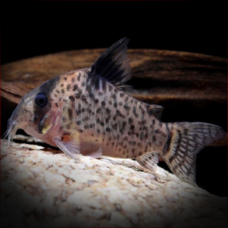 Corydoras Leucomelas