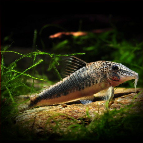 Corydoras Fowleri