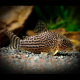 Corydoras Haraldschultzi