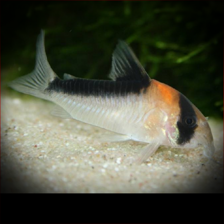 Corydoras Duplicareus