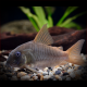 Corydoras Concolor