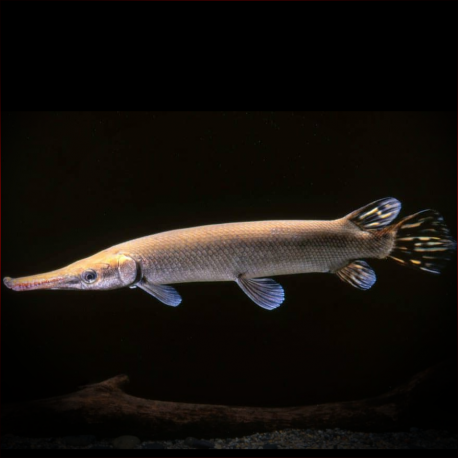 Atractosteus Tristoechus