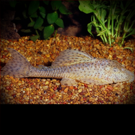 Hypostomus Cf. Cochliodon