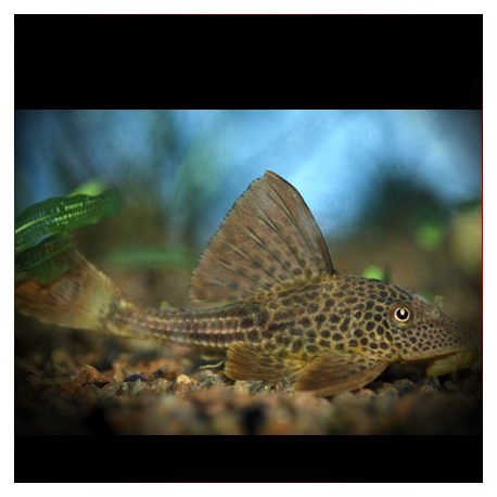 Hypostomus Plecostomoides