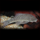 Chaetostoma Sp.