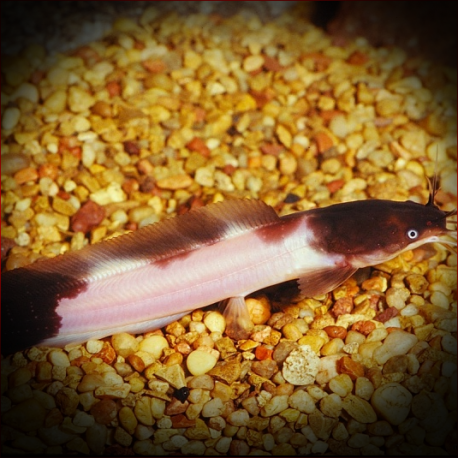 Clarias Batrachus