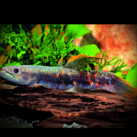 Erythrinus Erythrinus