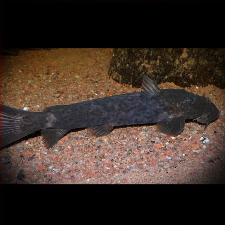 Euchilichthys Guentheri