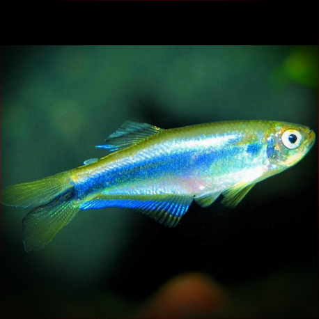 Mimagoniates Microlepis