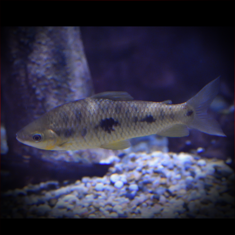 Leporinus Friderici