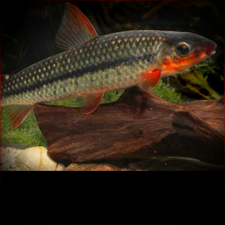 Leporinus Brunneus