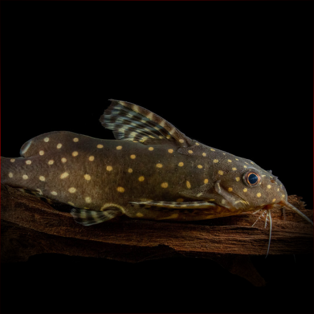 Synodontis Angelicus