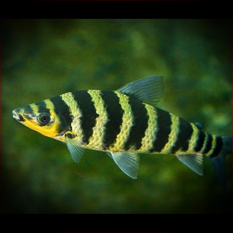 Leporinus Fasciatus