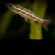 Nannostomus Anduzei