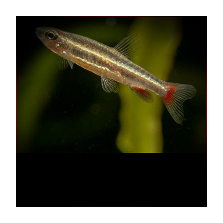 Nannostomus Anduzei