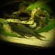 Synodontis Euptera