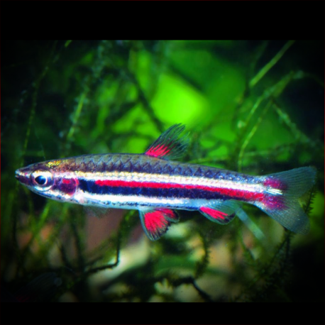 Nannostomus Marginatus