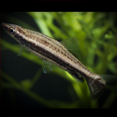 Nannostomus Eques