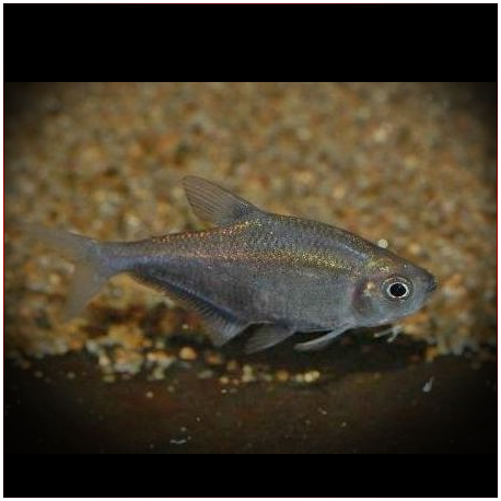 Hyphessobrycon Compressus