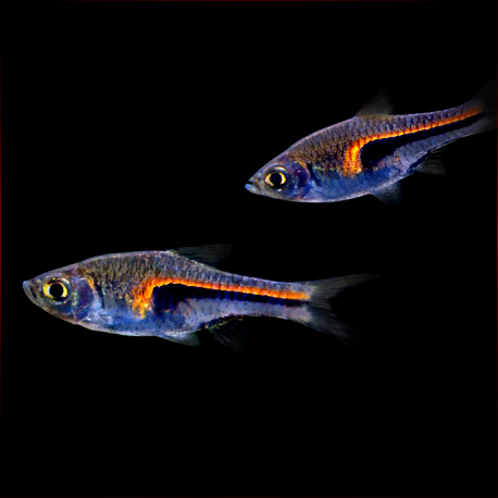 Rasbora Rasbora