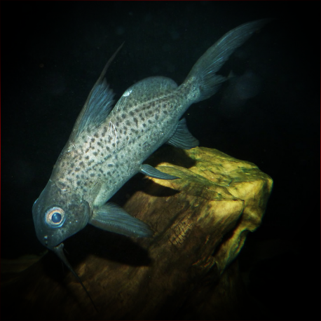 Synodontis Schall