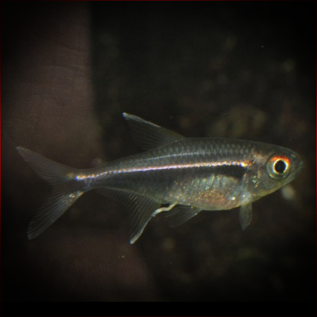 Hyphessobrycon Eschwartzae