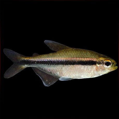 Hyphessobrycon Vilmae