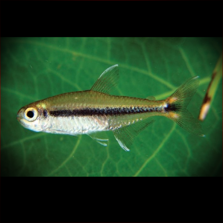 Hyphessobrycon Stegemanni