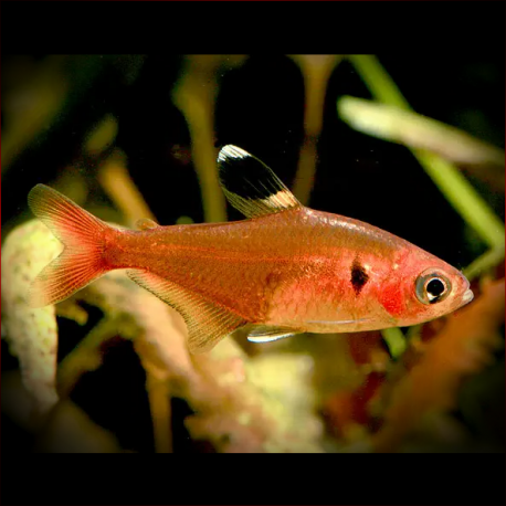 Hyphessobrycon Haraldschultzi