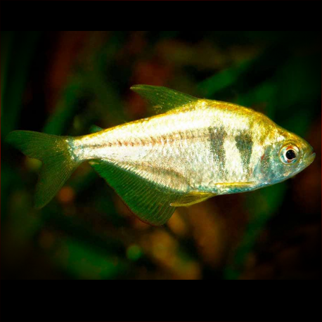 Hyphessobrycon Bifasciatus