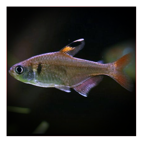 Hyphessobrycon Simulatus