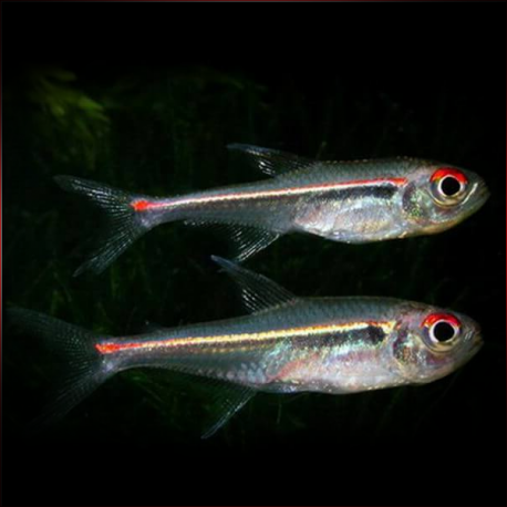 Hyphessobrycon Heterorhabdus