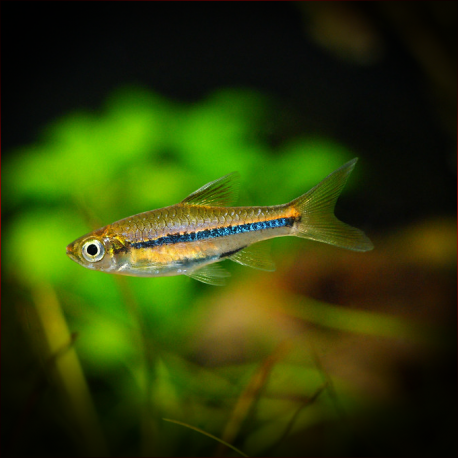 Rasbora Sarawakensis