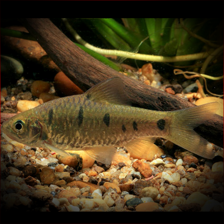 Barbodes Aurotaeniatus