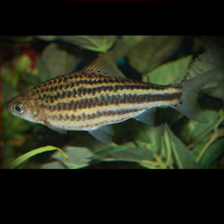 Desmopuntius Johorensis