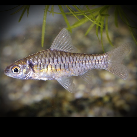 Clypeobarbus Congicus