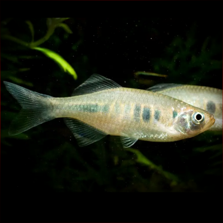 Devario Xyrops