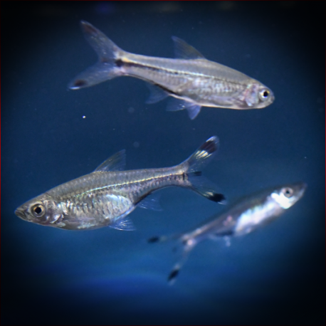 Rasbora Trilineata