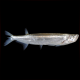 Macrochirichthys Macrochirus