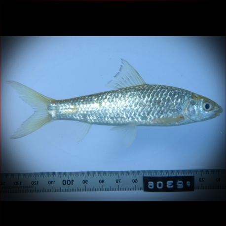 Gymnostomus Lineatus